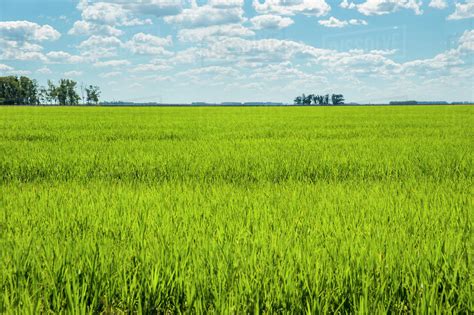 Lush Green Grass Field With Blue Sky And Cloud Uruguay Stock Photo