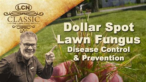 Dollar Spot Lawn Fungus Disease Control And Prevention Youtube