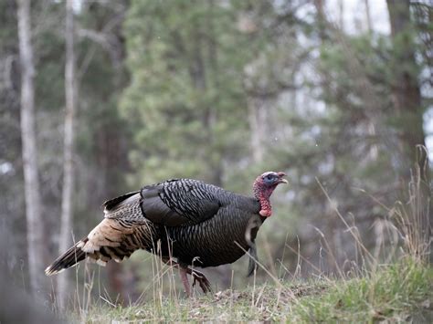 How To Hunt Turkeys On Public Land Outdoor Life