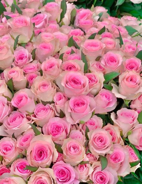 Krt On Twitter Rt Piinkifairy Pretty Pink Roses