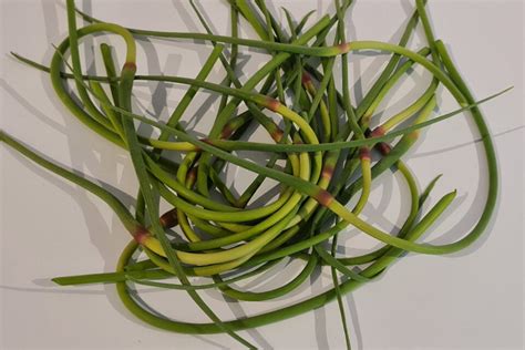 How To Grow Harvest And Cook Garlic Scapes Patient Gardener