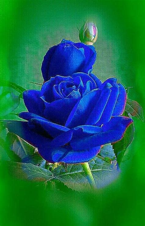 620 Best Blue Flowers Images On Pinterest Beautiful Flowers Blue