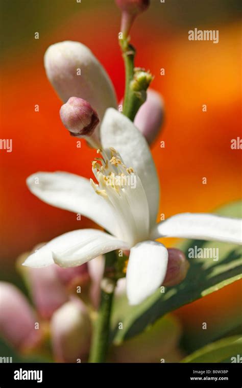 Orange Blossom Citrus Aurantium Stock Photo Alamy