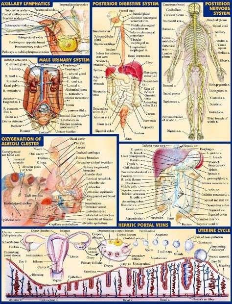 Human Anatomy All System Body Map Fabric Poster 32 X 24 Decor 09 In