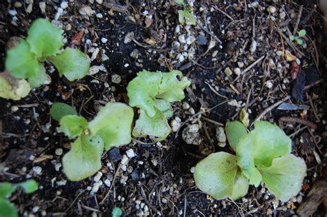 There will be a long stalk that will. Lettuce seedlings | Lettuce seedlings growing on my patio ...
