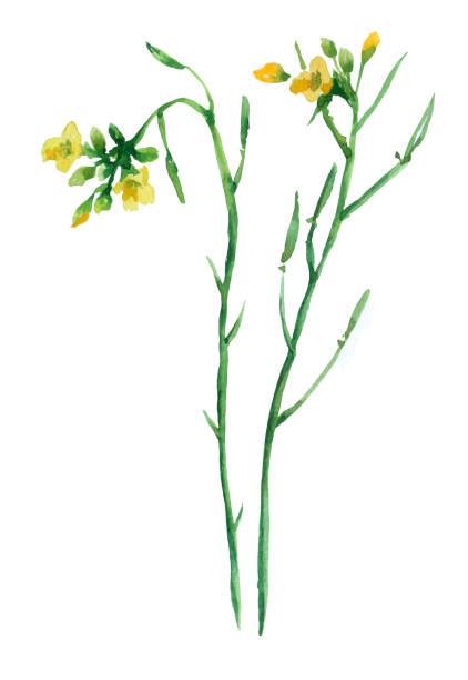 Drawing Of A Mustard Weed Illustrations Royalty Free Vector Graphics
