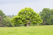 Tree Free Stock Photo - Public Domain Pictures