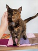 World's oldest living cat named Flossie, at nearly 27 she's survived ...