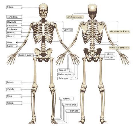 Ossos Do Corpo Humano Anatomia Dos Ossos Ossos Do Corpo Humano Images