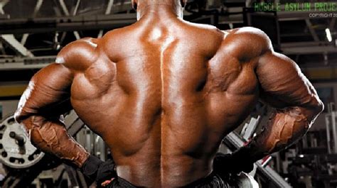 Anatomy Of The Back Bodybuilding Muscle Anatomy Anatomy Body Anatomy Images