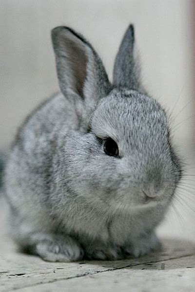 Grey Rabbit Grey Bunny Cute Bunny Adorable Bunnies Bunny Pictures