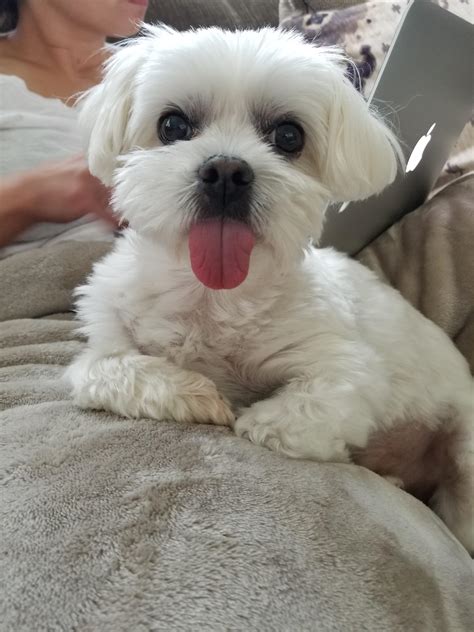 My Maltese Is Missing Some Teeth His Tongue Always Hangs Out Rmaltese