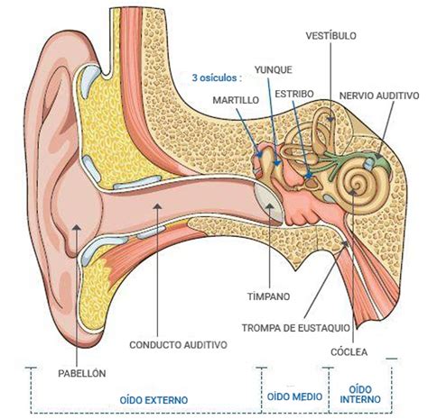 Partes Del Oido Atlas De Anatomía
