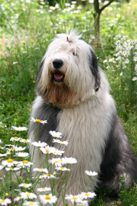 Top 21 Dog Breeds For Ranches And Farms I Dream Of Doggies