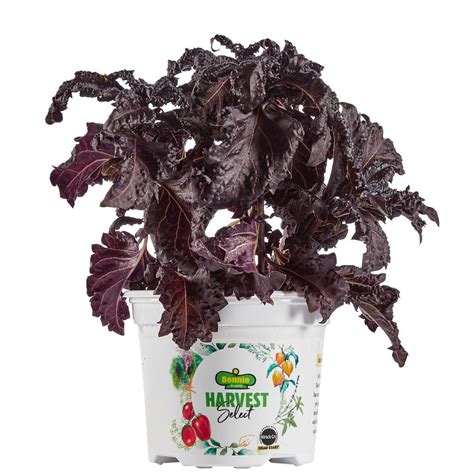 Bonnie Plants 25 Oz Harvest Select Purple Ruffles Basil Live Plants 2