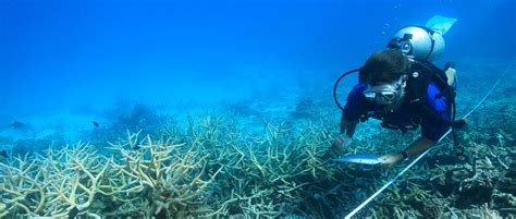 About Centre For Marine Science University Of Queensland