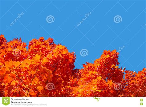 Maple Trees With Red Leaves In Autumn Stock Image Image Of Montreal