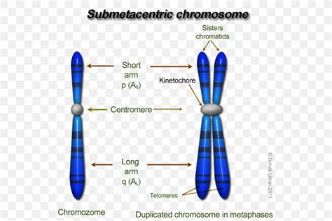 Structure Of Eukaryotic Chromosome