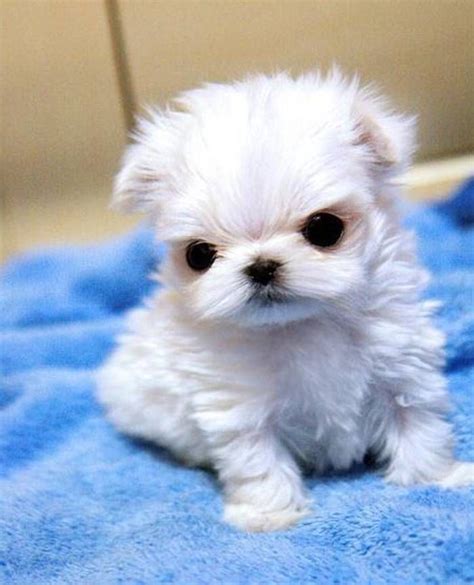 Teacup Maltese Puppy Pictures Puppies Maltese Puppy