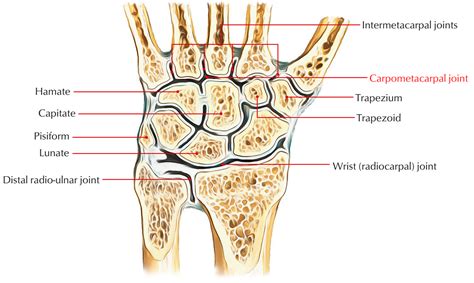 Carpometacarpal Joints Earth S Lab