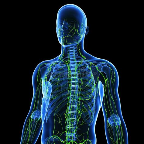 Lymphatic System Royalty Free Stock Image Image 25931466