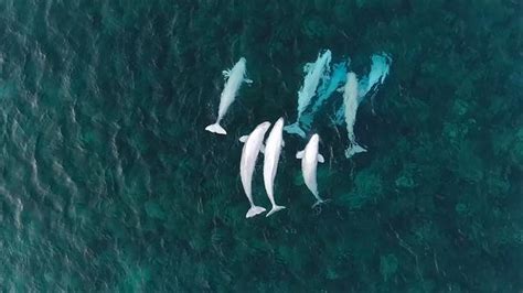 See Hundreds Of Beluga Whales Gathering In The Arctic