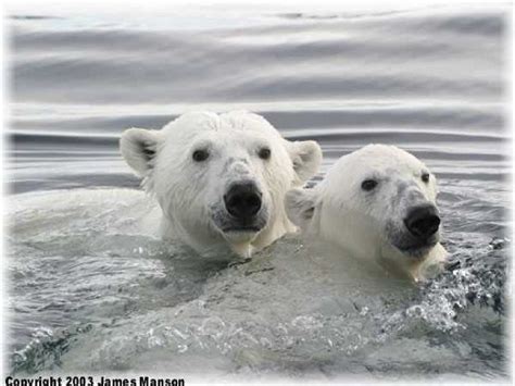 Polar Bears Are Drowning