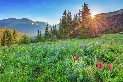 Rocky Mountain Wildflower Sunrise 7221 Photograph By Rob Greebon