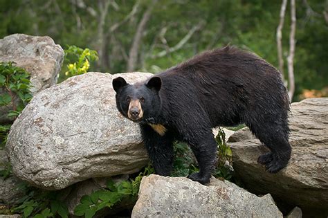 Black Bear In Mountains By Wildlife Photographer Dave Allen