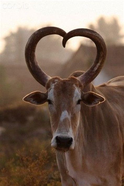 40 Beautiful Pictures Of African Animals With Horns Animals With