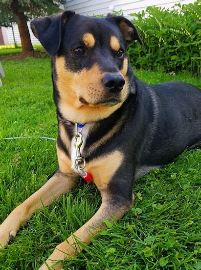 If your puppy takes after his german shepherd parent, he may shed excessively when the seasons change, so you'll need to enjoy brushing your dog several times a week, especially during the spring and fall. German Shepherd Rottweiler Mix Puppy - petfinder