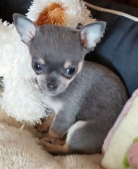 Blue Chihuahua Puppies For Sale King Of Pet Hobby