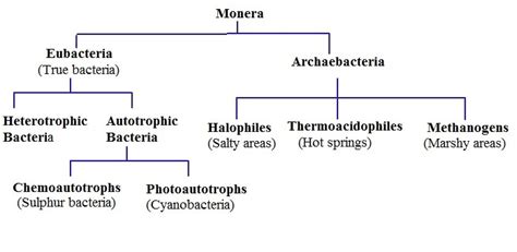 Kingdom Monera Definition Structure Characteristics And