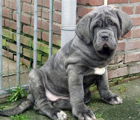 She is ready for her new home. Neapolitan Mastiff - All Big Dog Breeds
