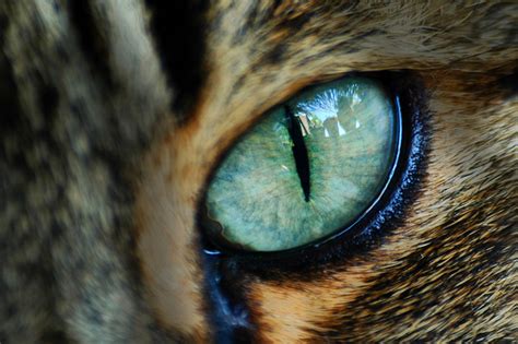 Animal Eyes Are Odd Huffpost