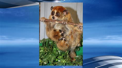 Zoo Welcomes Pair Of Pygmy Slow Loris Babies Katv