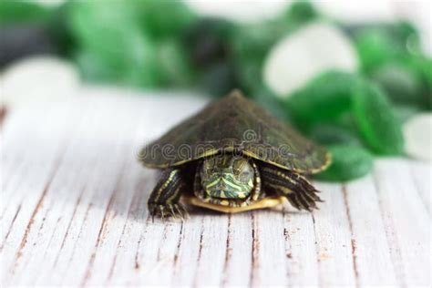 Domestic Aquatic Green Slider Turtle Sleeps On Green Pieces Of Glass