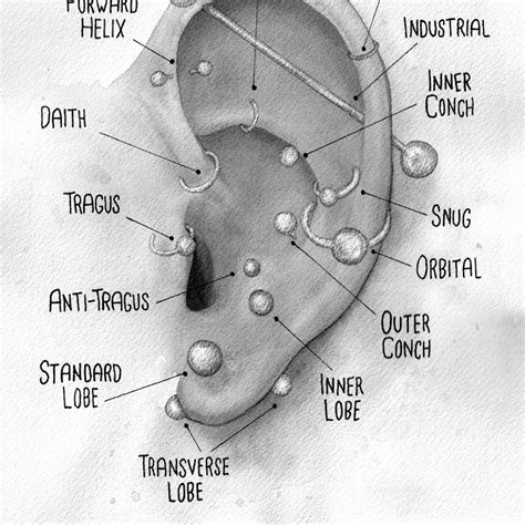 Watercolor Ear Piercing Chart Poster Black And Gray Art Various Ear Piercing Locations