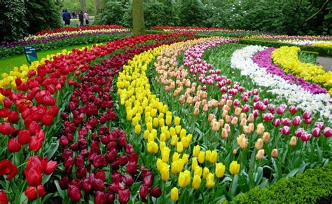 Hoa tulip được trồng tại hà lan từ 4 thế kỷ trước. Tham dự Lễ Hội Hoa Tulip lớn nhất thế giới ở Keukenhof, Hà Lan