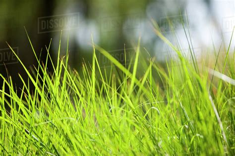 Definition of blade of grass in the definitions.net dictionary. Blades of grass, close-up - Stock Photo - Dissolve