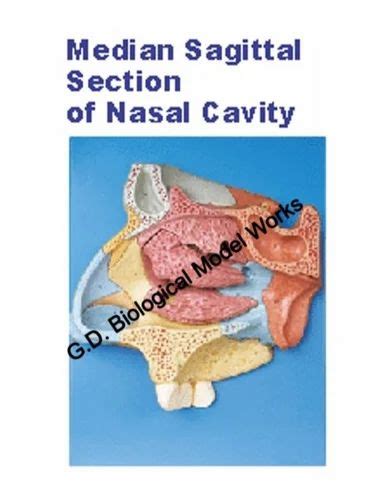 Nasal Oral Pharynx And Larynx Cavities Model And Median Sagittal