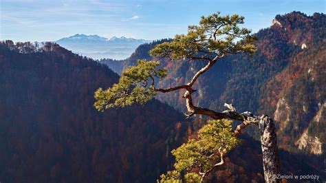 Słynna Sosna Na Sokolicy Pieniny Natural Landmarks Landmarks Travel