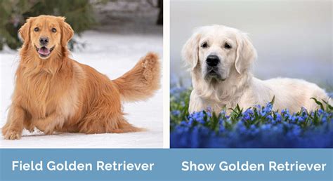 Field Golden Retriever Vs Show Golden Retriever Main Differences