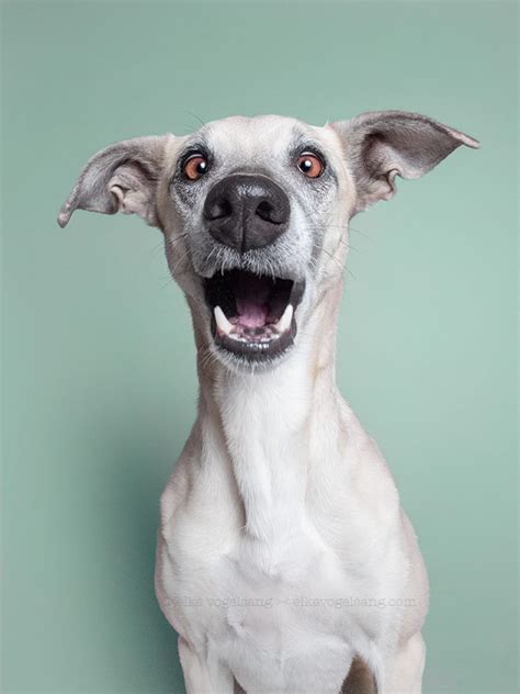 Incredibly Expressive Dog Portraits By Elke Vogelsang