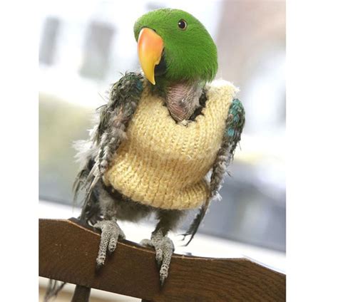 Meet Charlie The Sweater Loving Parrot Best Clothing For Pets And