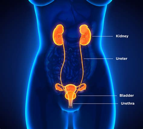 Kidney Stones Dornier A Leading Urological Medical Device Company