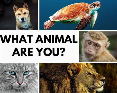 QUIZ: What Animal Am I? 3-Minute Analysis - Quizondo
