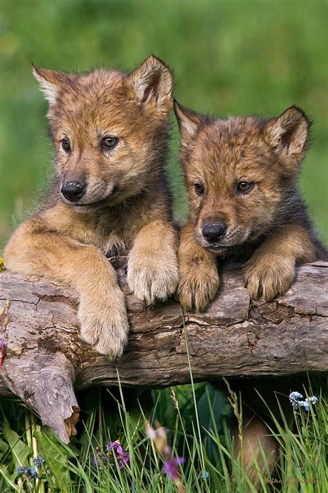 Wolf Cubs Looking For Mom Photograph By Mike Dodak Fine Art America