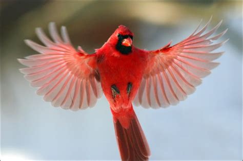 Majestic Cardinal In Flight Cardinal Birds Birds Beautiful Birds