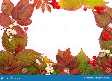 Colorful Leaves In Autumn Border Stock Image Image Of Floral Green